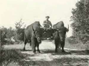 Two of Baynes' Tame Buffalo Pulling a Wagon