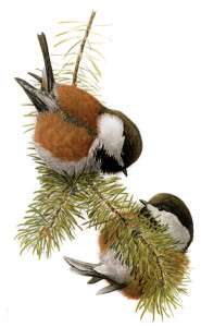 Illustration of a Chestnut-backed chickadee by Louis Agassiz Fuertes