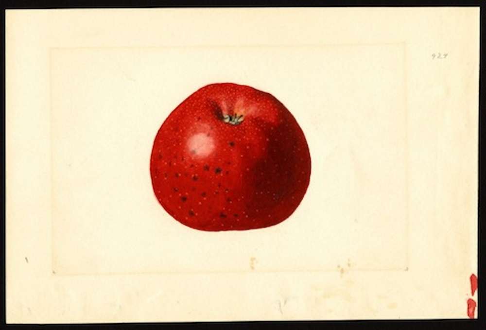 The Legend Of The Baldwin Apple - New England Historical Society