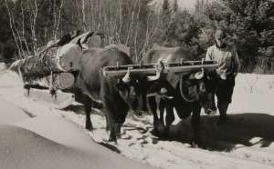 Oxen hauling salvage logs, Bridgton, Maine. National Archives. 