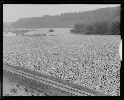 Log drive on the Kennebec River, 1922. Courtesy Boston Public Library, Leslie Jones Collection. 