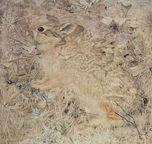 Abbott Handerson Thayer_The_Cotton-Tail_Rabbit_among_Dry_Grasses_and_Leaves_-_Gerald_H._Thayer_-_overall