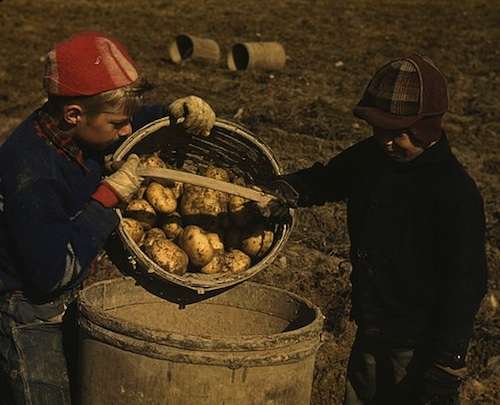 Children gathering potatoes on a large farm near Caribou.