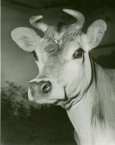 Elsie the Cow (New York Public Library)