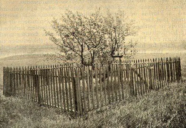 The Endicott Pear Tree, 1920