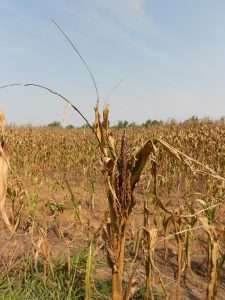 1965 drought corn