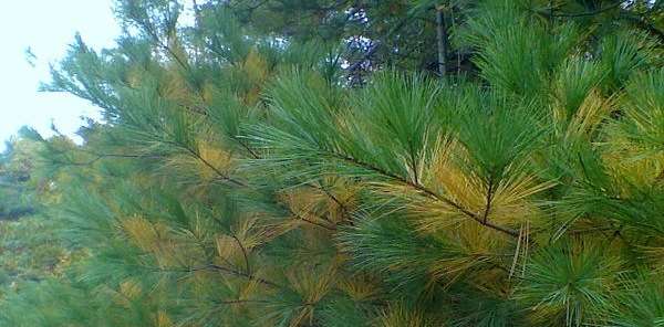 White pine boughs in fall