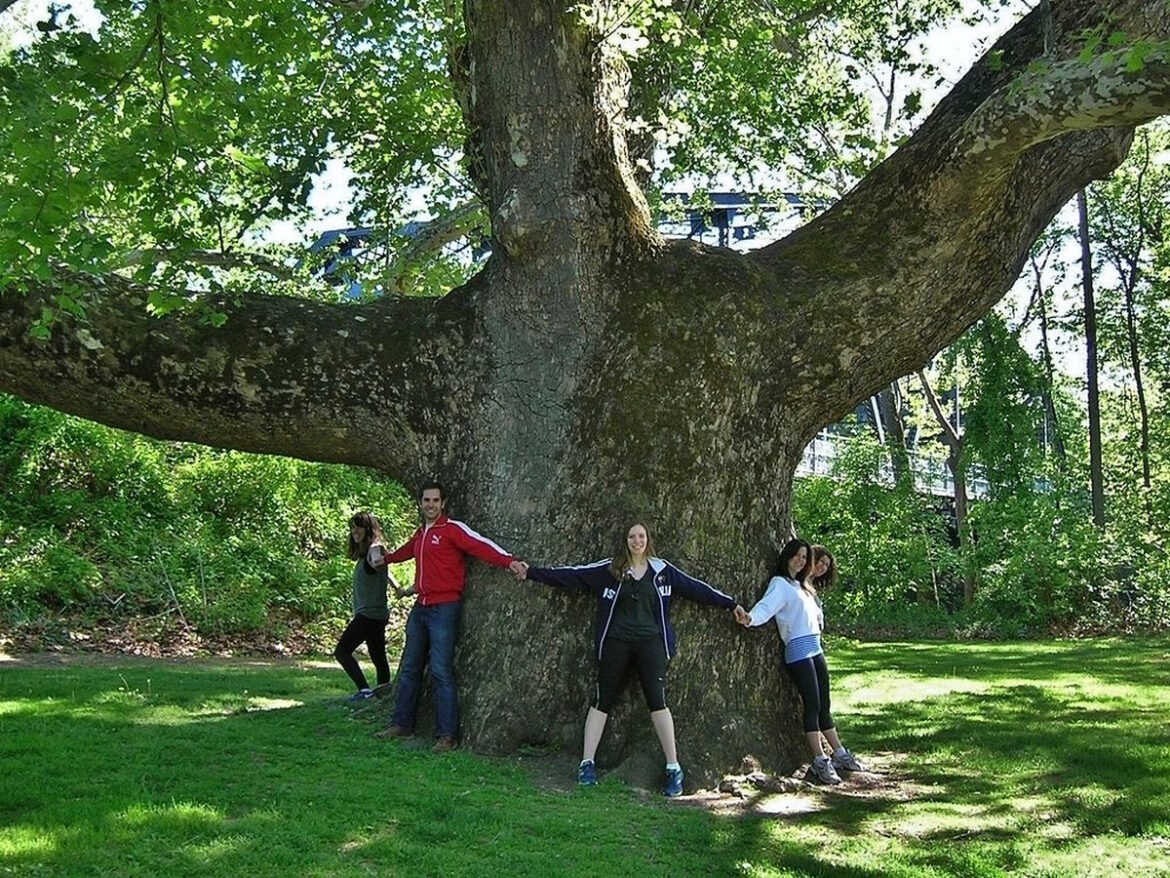 the-6-tallest-trees-in-new-england-new-england-historical-society