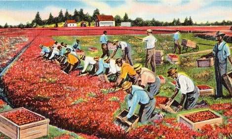 cranberry-bogs-harvesting