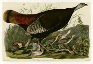 How the Wild Turkey Vanished, Then Returned, to New England - New ...