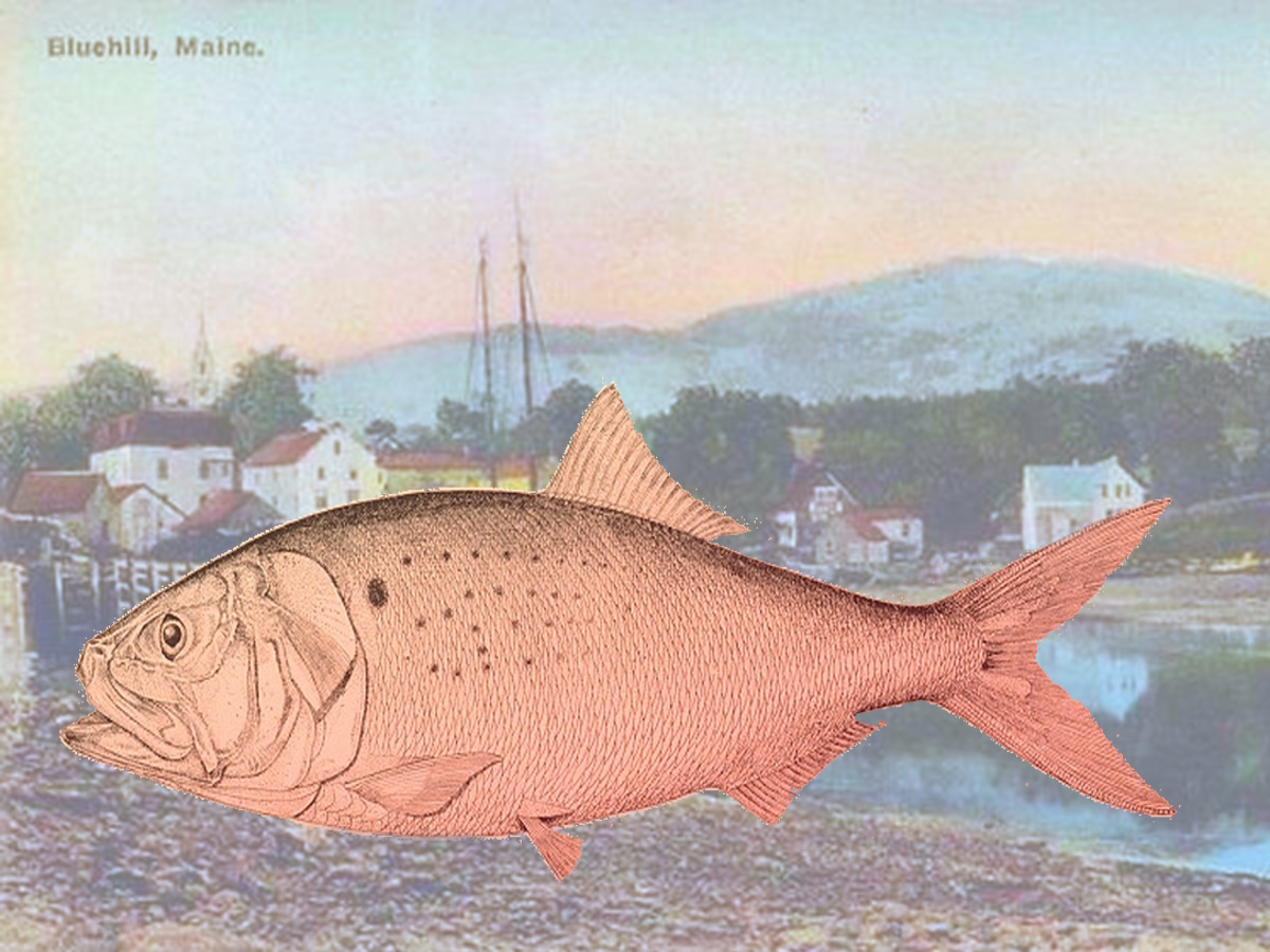The Menhaden Wars Come to Maine - New England Historical Society